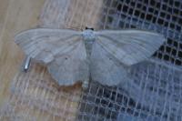 Scopula floslactata