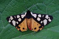 Arctia villica