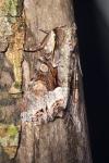 Lacanobia w-latinum