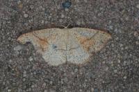 Cyclophora punctaria