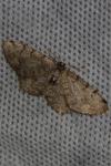 Aethalura punctulata
