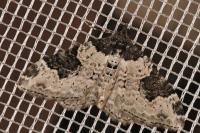 Xanthorhoe fluctuata