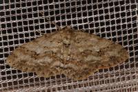Ectropis crepuscularia