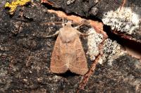Orthosia cerasi