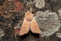 Orthosia miniosa