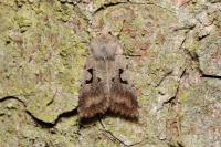 Orthosia gothica