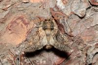 Polyploca ridens