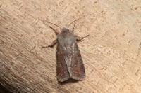 Orthosia incerta