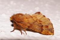 Ptilophora plumigera