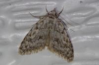 Nola cicatricalis
