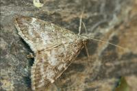 Evergestis sophialis