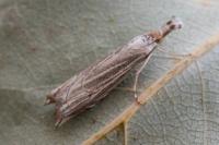 Metacrambus carectellus