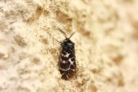 Ocnogyna corsica
