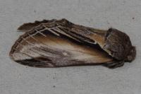 Pheosia tremula