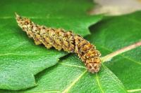 Falcaria lacertinaria