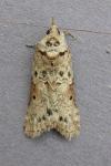 Nycteola revayana