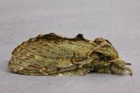 Peridea anceps