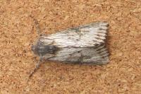 Aporophyla australis