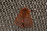 Phragmatobia fuliginosa