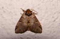 Drymonia obliterata