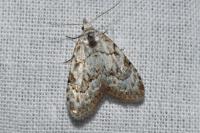 Nola confusalis