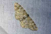 Aethalura punctulata