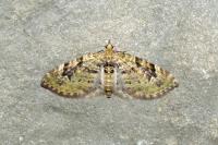 Chloroclystis v-ata