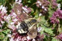 Hemaris tityus