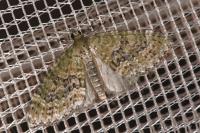 Acasis viretata