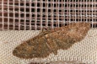 Eupithecia abbreviata