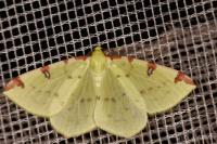 Opisthograptis luteolata