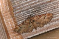 Gymnoscelis rufifasciata