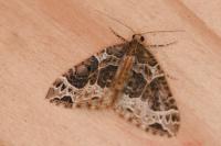 Ecliptopera silaceata