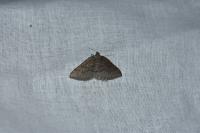 Aleucis distinctata