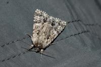 Acronicta auricoma