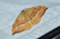 Watsonalla cultraria