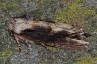Egira conspicillaris