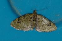 Chloroclystis v-ata