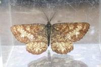 Ematurga atomaria