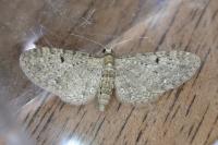 Eupithecia virgaureata