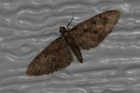 Eupithecia abbreviata