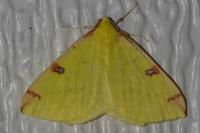 Opisthograptis luteolata