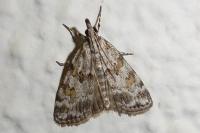 Scoparia pyralella