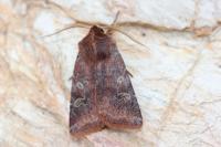 Cerastis leucographa