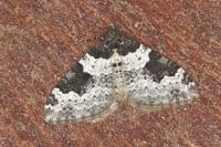 Xanthorhoe fluctuata