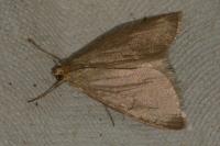 Evergestis aenealis