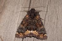 Catephia alchymista