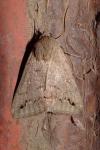 Clytie illunaris