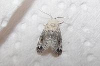 Eublemma scitula