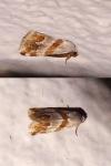 Eublemma candidana
